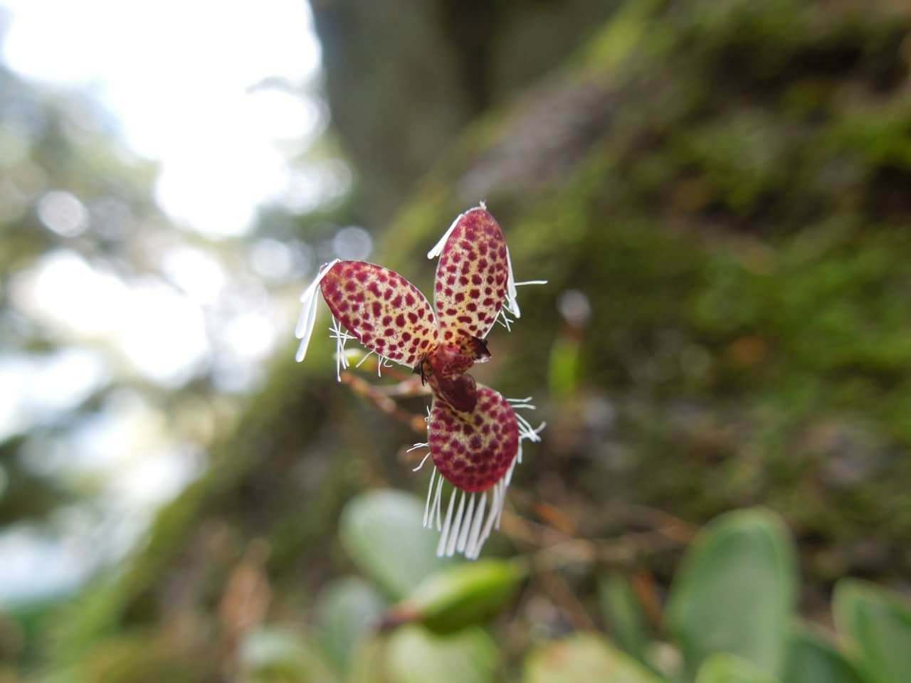 Stelis ornata